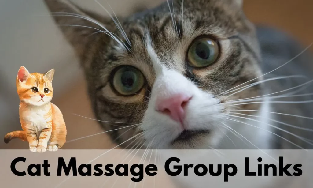 Cat Lovers Facebook Messenger Group Link